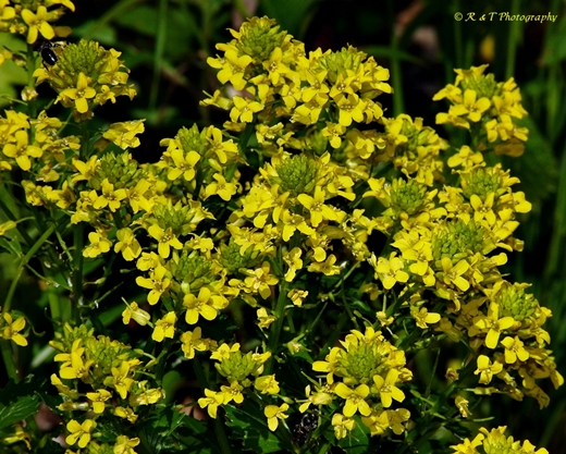 {Barbarea vulgaris}